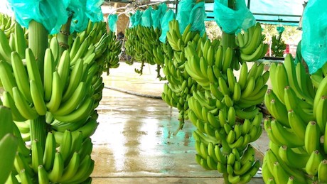 Productor de banano en Ecuador