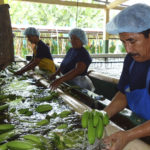Asociación agropecuaria La Guayas