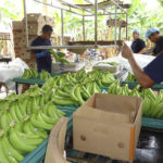 Asociación agropecuaria La Guayas