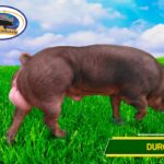 Criadero y inseminación artificial de cerdos